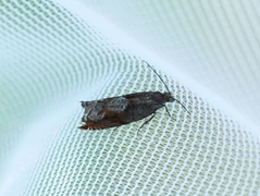 Bjørkesigdvikler (Ancylis uncella)