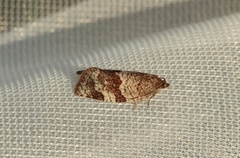 Dark-barred Tortrix (Syndemis musculana)