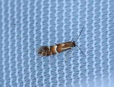 Phyllonorycter ulmifoliella