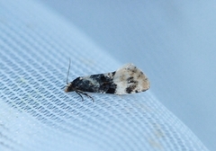 Dvergpraktvikler (Cochylis nana)