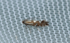 Phyllonorycter strigulatella