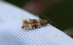 Olive Marble (Phiaris micana)