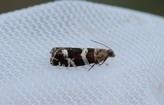 Silver-barred Bell (Epinotia fraternana)