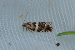 Silver-barred Bell (Epinotia fraternana)