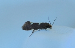 Feathered Bright (Incurvaria masculella)