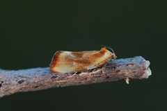 Brassy Tortrix (Eulia ministrana)