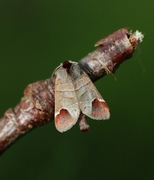 Rødflekkstjertspinner (Clostera curtula)