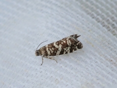 Stripet grankveldvikler (Epinotia tedella)