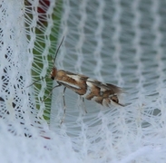 Phyllonorycter ulmifoliella