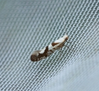 Gold Rowan Argent (Argyresthia sorbiella)