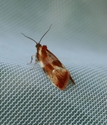Brassy Tortrix (Eulia ministrana)