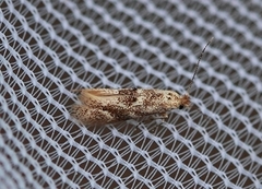 Birch Bent-wing (Bucculatrix demaryella)