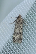 Bryotropha galbanella