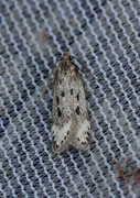 Bryotropha galbanella