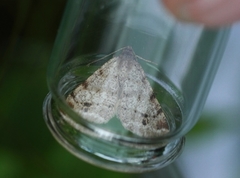 Dusky Peacock (Macaria signaria)