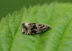 Common Marble (Celypha lacunana)