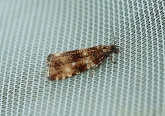 Olive Marble (Phiaris micana)