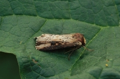 Flame (Axylia putris)