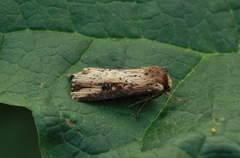 Dobbeltpunktfly (Axylia putris)