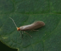 Argyresthia glabratella