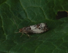 Blek rosevikler (Notocelia rosaecolana)