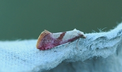 Karminpraktvikler (Cochylis flaviciliana)