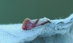 Gold-fringed Conch (Cochylis flaviciliana)