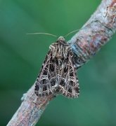 Nettnellikfly (Sideridis reticulata)