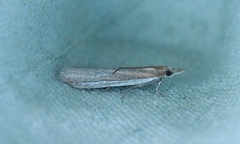 Sandhill Knot-horn (Anerastia lotella)