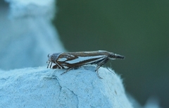Scarce Grass-veneer (Crambus pratella)
