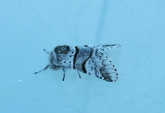 Poplar Kitten (Furcula bifida)
