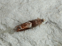 Nut Bud Moth (Epinotia tenerana)