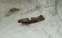 Purremøll (Acrolepiopsis assectella)