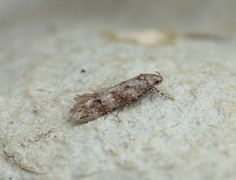 Exoteleia dodecella