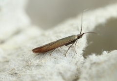 Red-clover Case-bearer (Coleophora deauratella)