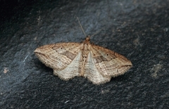 Oblique Carpet (Orthonama vittata)