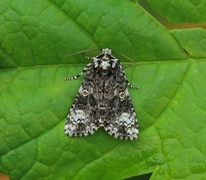 The Coronet (Craniophora ligustri)