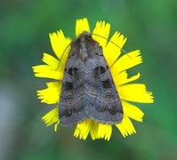 Square-spotted Clay (Xestia stigmatica)