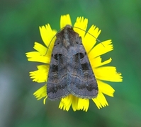 Fiolettbrunt bakkefly (Xestia stigmatica)