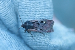 Square-spot Dart (Euxoa obelisca)