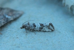 Strandskuddvikler (Lobesia littoralis)