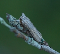 Lyst hettefly (Cucullia umbratica)