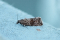 Barred Marble (Celypha striana)