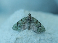 The V-Pug (Chloroclystis v-ata)