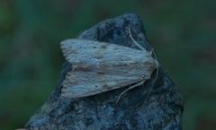 Hvitt strandengfly (Apamea lithoxylaea)