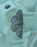 The Annulet (Charissa obscurata)