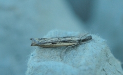 Barred Grass-veneer (Agriphila inquinatella)