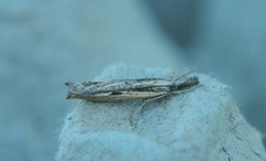 Gul nebbmott (Agriphila inquinatella)