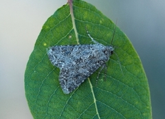 Kløverheifly (Anarta trifolii)