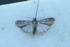 Vandresteppefly (Spodoptera exigua)